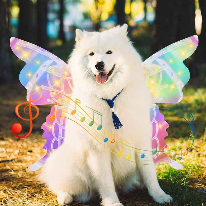 DISFRAZ DE MARIPOSA 3D PARA TU MASCOTA