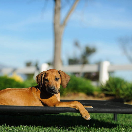 Cama Elevada para Perros